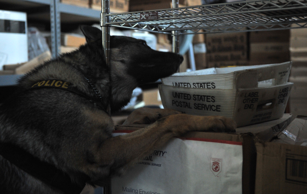 Polizeihund auf einem Stapel Kisten in einem Lager umgeben von Kartonagen auf Regalen.