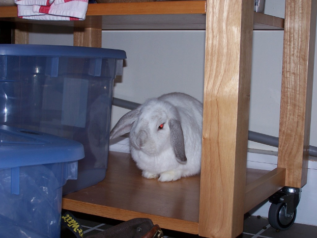 Ein Hase steht neben einem fahrbaren Tisch mit Plastikbehältern und anderen Gegenständen, vor einer Wand im Hintergrund.