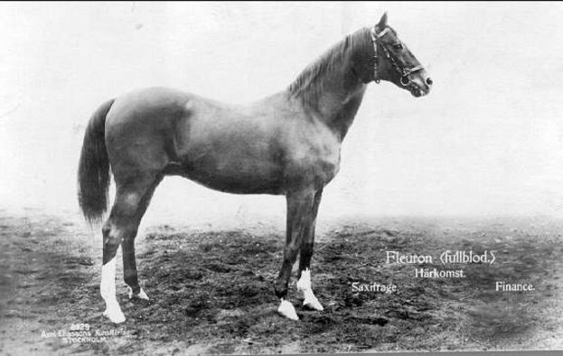 Ein Schwarz-Weiß-Foto eines Pferdes, das aufrecht im Dreck steht und mit erhobenem Kopf, wachsamen Augen und gespitzten Ohren bereit zu sein scheint, jede Herausforderung anzunehmen.