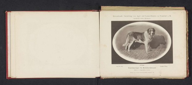 Keine Steuern für ältere Tierheimhunde