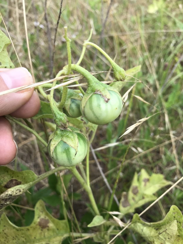 Eine Hand, die einen Bund grüner Tomaten mit sichtbarem Schimmel h├Ąlt, umgeben von Pflanzen und Gras.