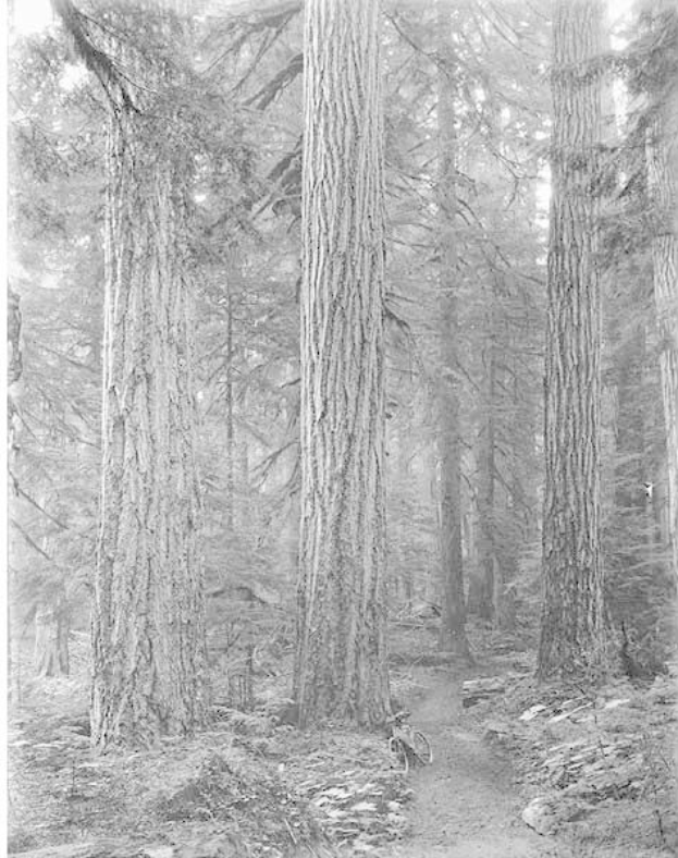 Schwarzes und weißes Foto eines Pfades, der sich durch hohe Rotbuchen schlängelt, mit einem geparkten Fahrrad, saftigem Grün und Text unten.