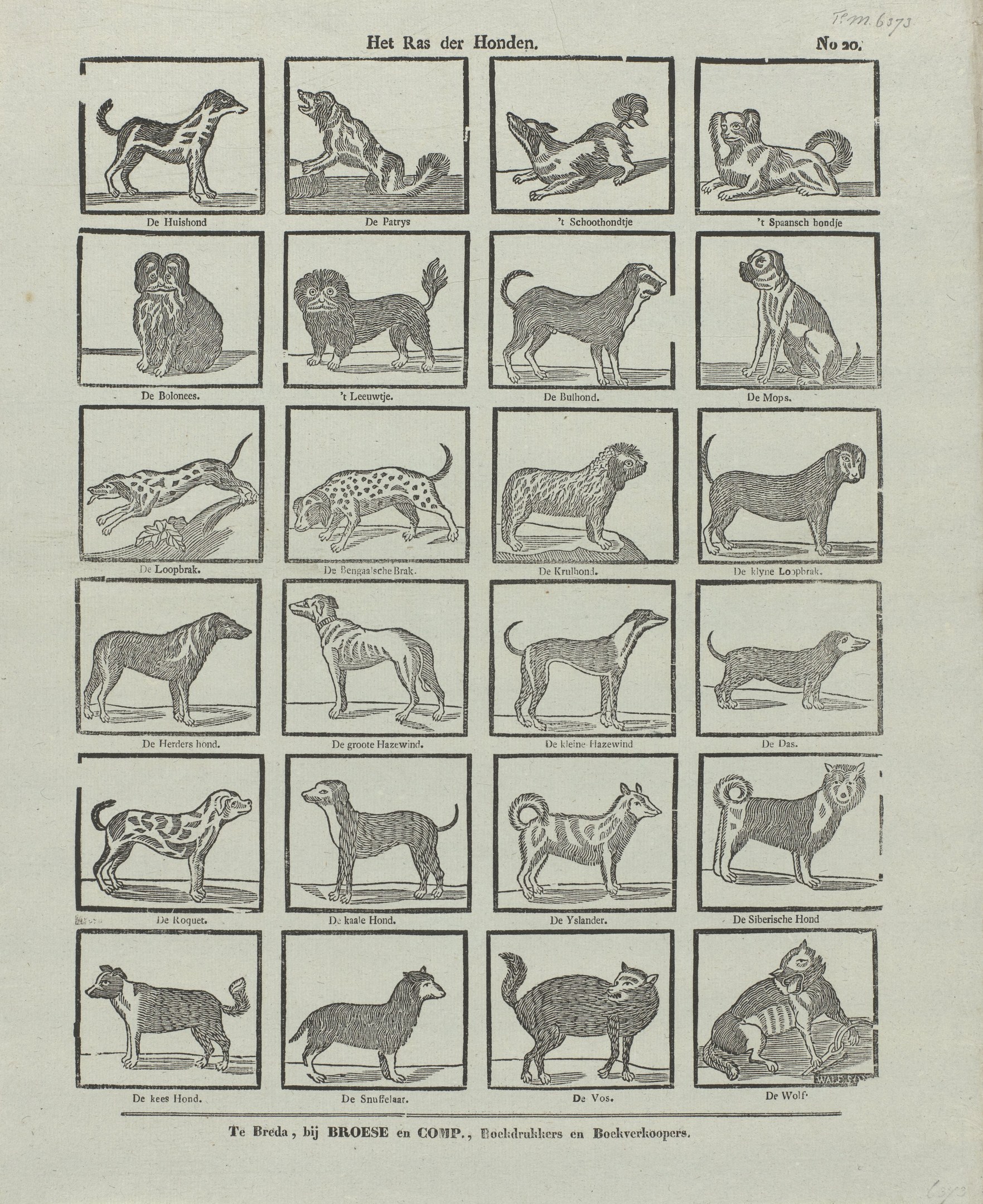 Ein offenes altes Buch, das Illustrationen und Beschreibungen verschiedener Hunderassen zeigt.