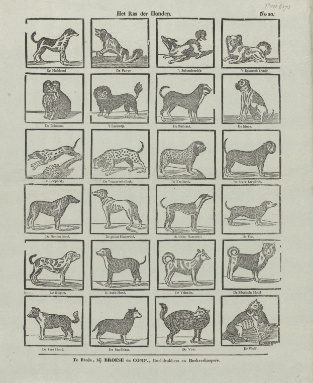 Ein offenes altes Buch, das Illustrationen und Beschreibungen verschiedener Hunderassen zeigt.