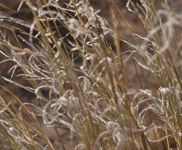 Trockener Rasen in einem Bild.