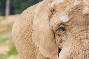 Wuppertal Zoo: Gestorben: Elefant Tsavo litt an Tetanus-Infektion