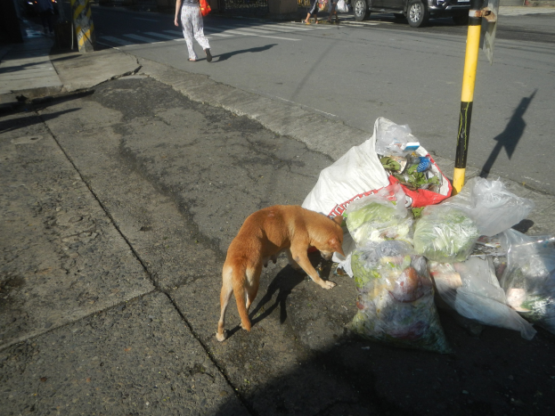 Hund steht auf einer Straße neben einem Haufen Müllsäcke, mit Menschen, Fahrzeugen, Gebäuden, Bäumen und einem klaren blauen Himmel im Hintergrund.