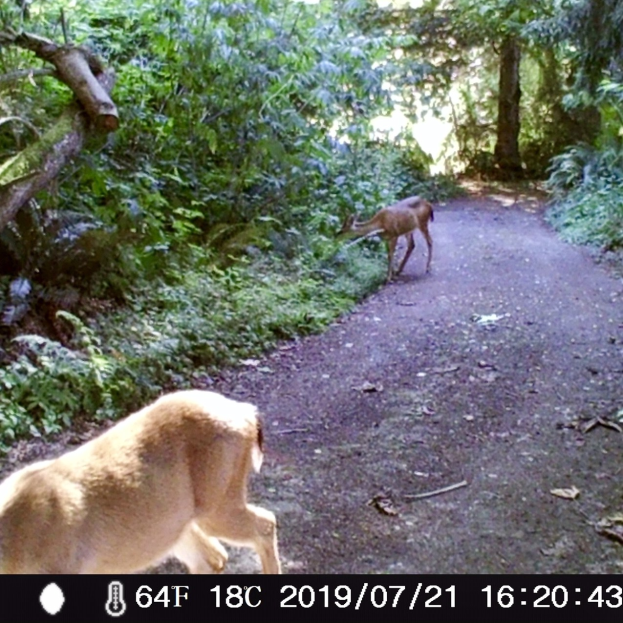Ein Reh, das auf einem Schotterweg in einem bewaldeten Gebiet läuft, mit Bäumen und Pflanzen auf beiden Seiten und Text am unteren Rand des Bildes.