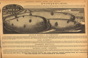 Eine alte Werbung mit einem Bild von einer Kartoffel und Text, der eine Kartoffelpflanze und ihre Zutaten beschreibt.