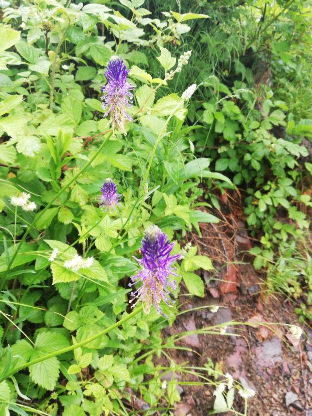 Ein Feldklatsch mit lila Blumen umgeben von grünem Laub und Bäumen im Hintergrund.