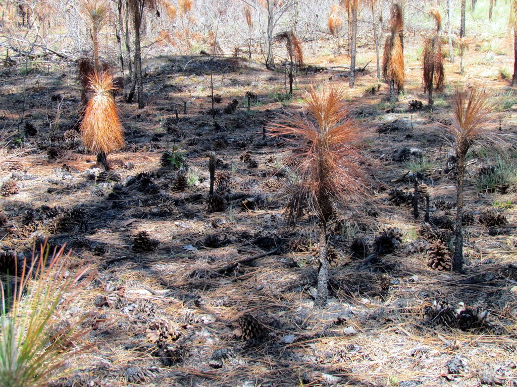 Pflanzen wachsen auf dem Land.