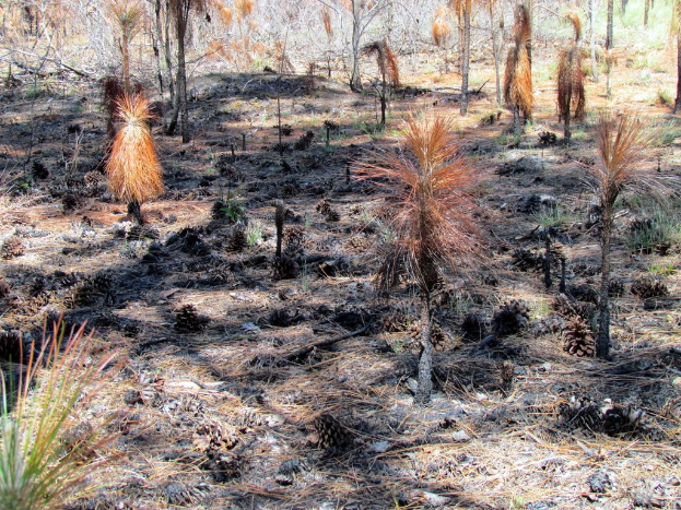 Pflanzen wachsen auf dem Land.