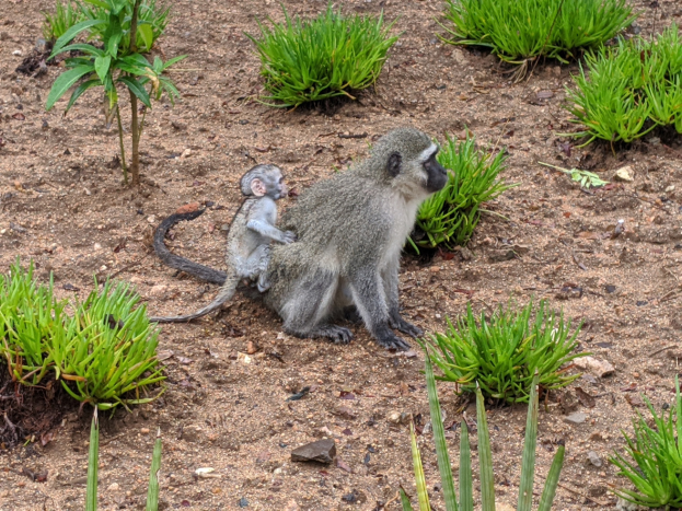 Ein Grüner Meerkatzer und sein Baby sitzen auf dem Boden umgeben von Pflanzen, wobei die Mutter das Baby nah an ihre Brust hält, beide sehen neugierig aus.